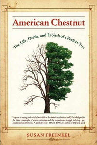 American Chestnut